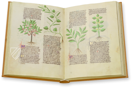 Herbolaire – Imago – Est. 28 = alfa M. 5. 9 – Biblioteca Estense Universitaria (Modena, Italy)