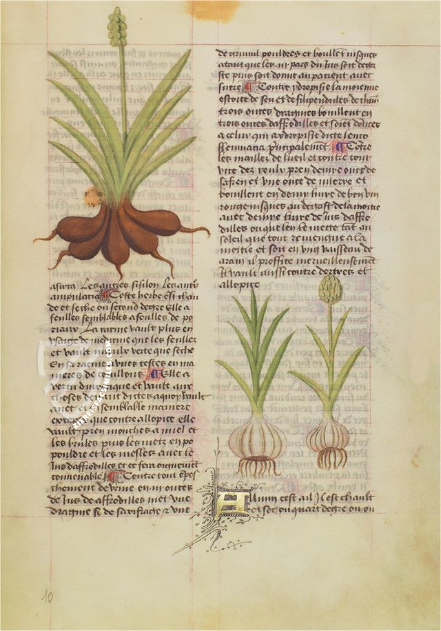 Herbolaire β Imago β Est. 28 = alfa M. 5. 9 β Biblioteca Estense Universitaria (Modena, Italy) Herbolaire β Imago β Est. 28 = alfa M. 5. 9 β Biblioteca Estense Universitaria (Modena, Italy)