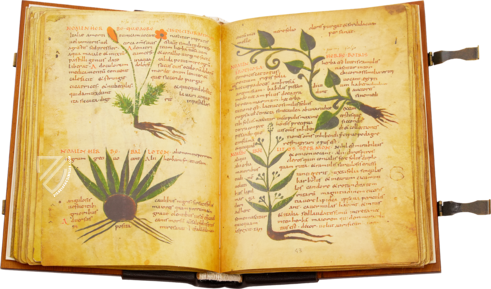 Herbolarium et Materia Medica – AyN Ediciones – ms. 296 – Biblioteca Statale di Lucca (Lucca, Italy)