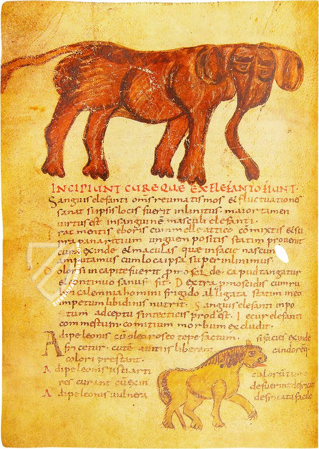Herbolarium et Materia Medica β AyN Ediciones β ms. 296 β Biblioteca Statale di Lucca (Lucca, Italy) Herbolarium et Materia Medica β AyN Ediciones β ms. 296 β Biblioteca Statale di Lucca (Lucca, Italy)