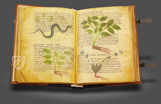 Herbolarium et Materia Medica – AyN Ediciones – ms. 296 – Biblioteca Statale di Lucca (Lucca, Italy)