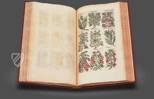 Historia Naturalis: De Arboribus et Fructicibus – Siloé, arte y bibliofilia – Private Collection