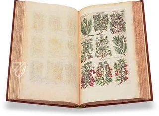 Historia Naturalis: De Arboribus et Fructicibus Facsimile Edition