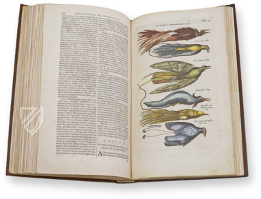 Historia Naturalis: De Avibus – Siloé, arte y bibliofilia – Private Collection