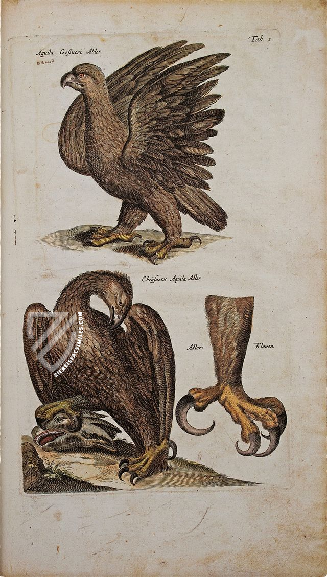 Historia Naturalis: De Avibus – Siloé, arte y bibliofilia – Private Collection Historia Naturalis: De Avibus – Siloé, arte y bibliofilia – Private Collection