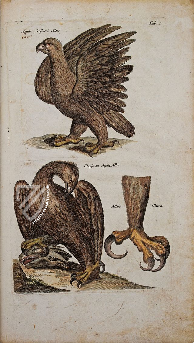 Historia Naturalis: De Avibus – Siloé, arte y bibliofilia – Private Collection