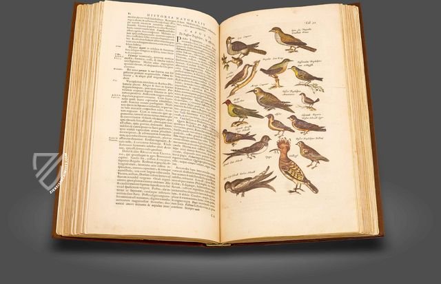 Historia Naturalis: De Avibus – Siloé, arte y bibliofilia – Private Collection