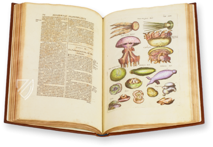 Historia Naturalis: De Exanguibus Acuaticis et Serpentibus – Siloé, arte y bibliofilia – Private Collection