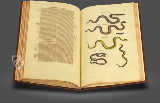 Historia Naturalis: De Exanguibus Acuaticis et Serpentibus Facsimile Edition