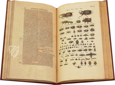 Historia Naturalis: De Insectis – Siloé, arte y bibliofilia – Private Collection