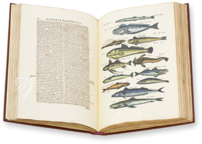 Historia Naturalis: De Piscibus et Cetis – Siloé, arte y bibliofilia – Private Collection