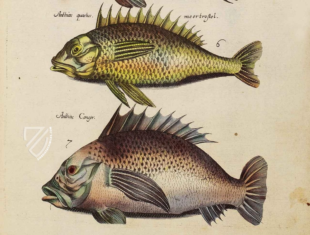 Historia Naturalis: De Piscibus et Cetis – Siloé, arte y bibliofilia – Private Collection Historia Naturalis: De Piscibus et Cetis – Siloé, arte y bibliofilia – Private Collection