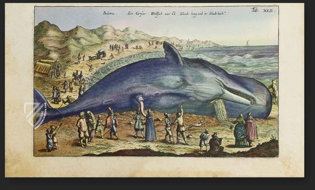 Historia Naturalis: De Piscibus et Cetis – Siloé, arte y bibliofilia – Private Collection Historia Naturalis: De Piscibus et Cetis – Siloé, arte y bibliofilia – Private Collection