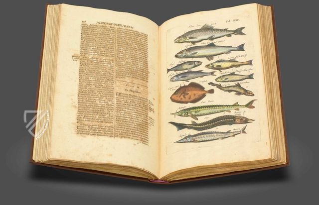 Historia Naturalis: De Piscibus et Cetis – Siloé, arte y bibliofilia – Private Collection