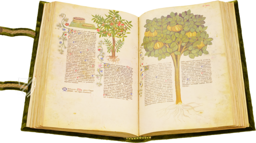 Historia Plantarum – Franco Cosimo Panini Editore – Ms. 459 – Biblioteca Casanatense (Rome, Italy)