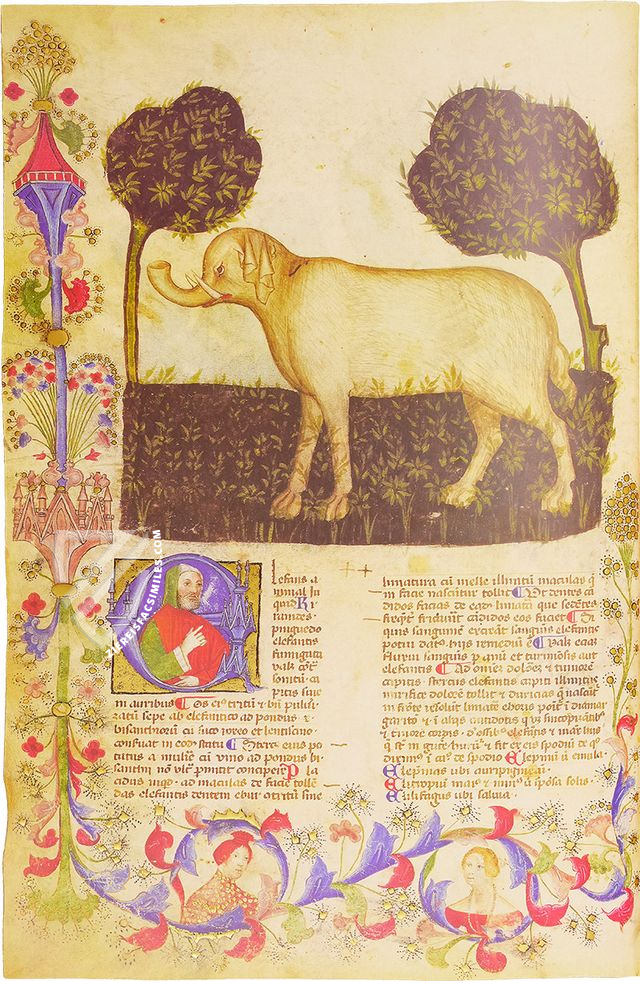 Historia Plantarum β Franco Cosimo Panini Editore β Ms. 459 β Biblioteca Casanatense (Rome, Italy) Historia Plantarum β Franco Cosimo Panini Editore β Ms. 459 β Biblioteca Casanatense (Rome, Italy)