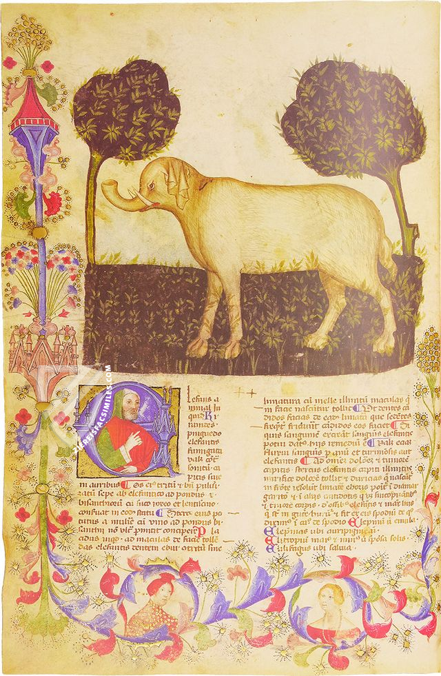 Historia Plantarum – Franco Cosimo Panini Editore – Ms. 459 – Biblioteca Casanatense (Rome, Italy)