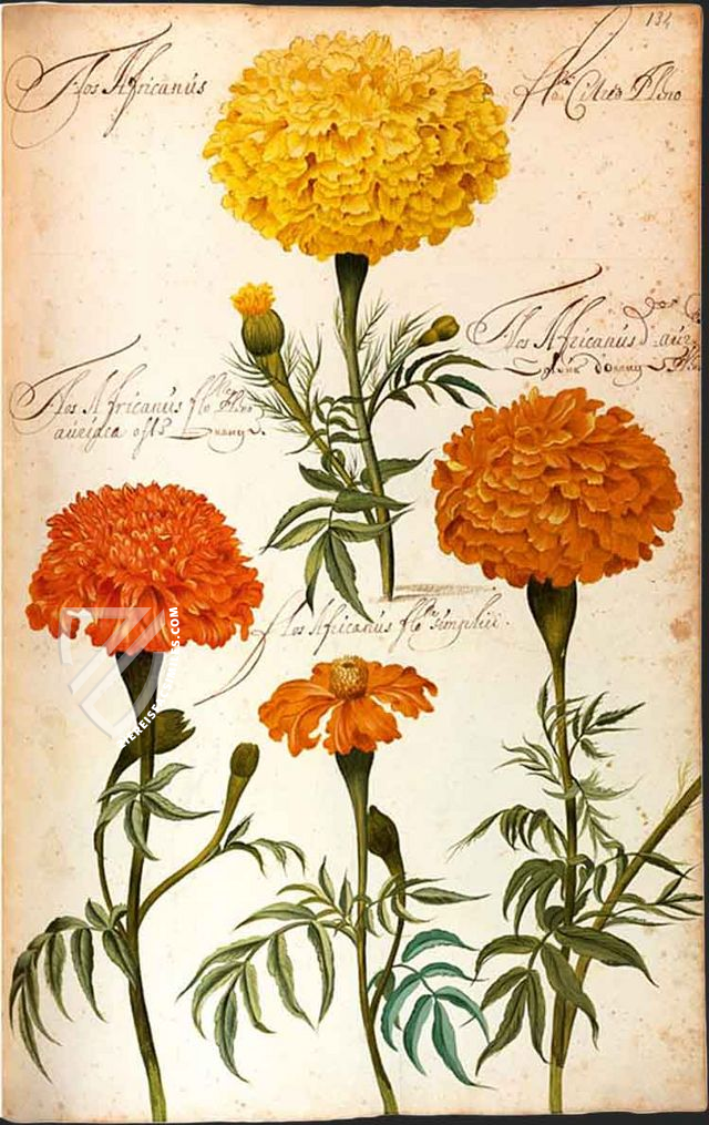 Hortus amoenissimus... by Franciscus de Geest – Aboca Museum – Varia 291 – Biblioteca Nazionale Centrale di Roma (Rome, Italy) Hortus amoenissimus... by Franciscus de Geest – Aboca Museum – Varia 291 – Biblioteca Nazionale Centrale di Roma (Rome, Italy)