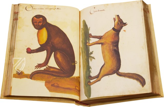 Natural History Atlas of Philip II - Pomar Codex – Ms. 9 – Biblioteca General e Histórica de la Universidad (Valencia, Spain)