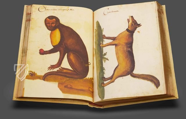 Natural History Atlas of Philip II - Pomar Codex – Vicent Garcia Editores – Ms. 9 – Biblioteca General e Histórica de la Universidad (Valencia, Spain)