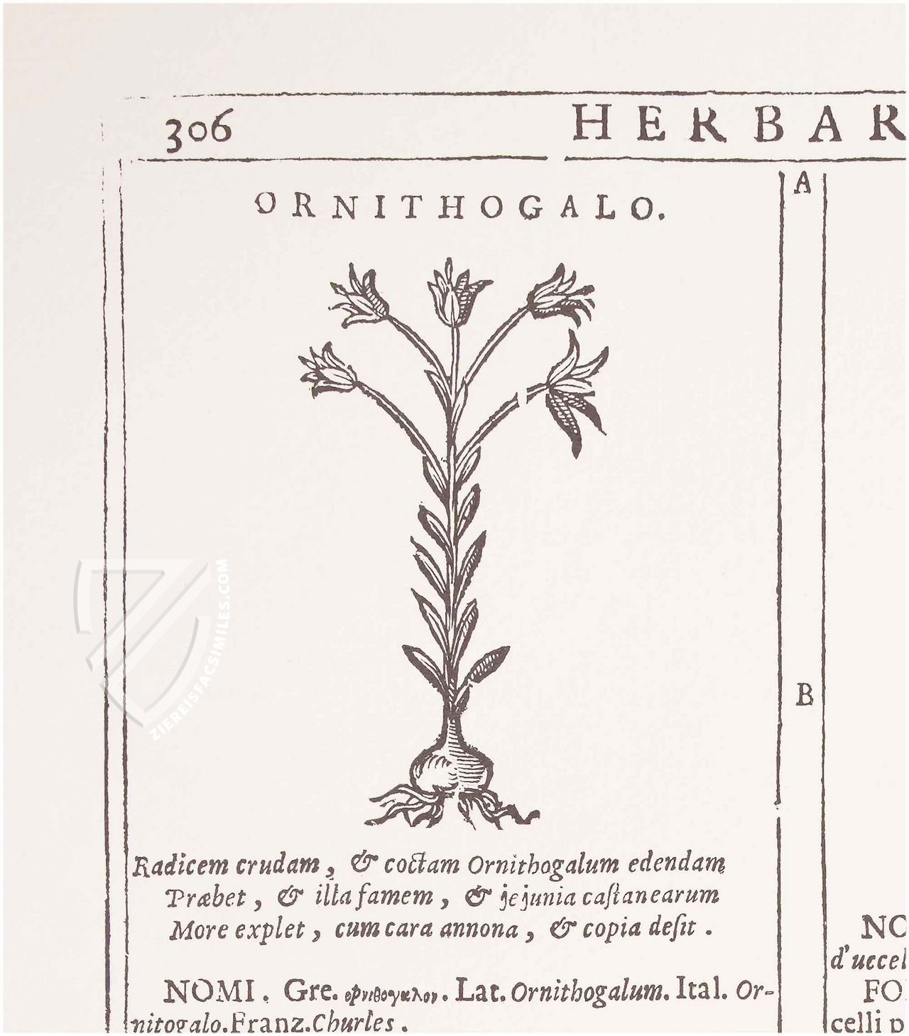 New Herbarium by Castore Durante – Priuli & Verlucca, editori – Biblioteca del Museo Regionale di Scienze Naturali di Torino (Turin, Italy)