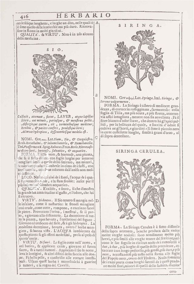 New Herbarium by Castore Durante – Priuli & Verlucca, editori – Biblioteca del Museo Regionale di Scienze Naturali di Torino (Turin, Italy) New Herbarium by Castore Durante – Priuli & Verlucca, editori – Biblioteca del Museo Regionale di Scienze Naturali di Torino (Turin, Italy)