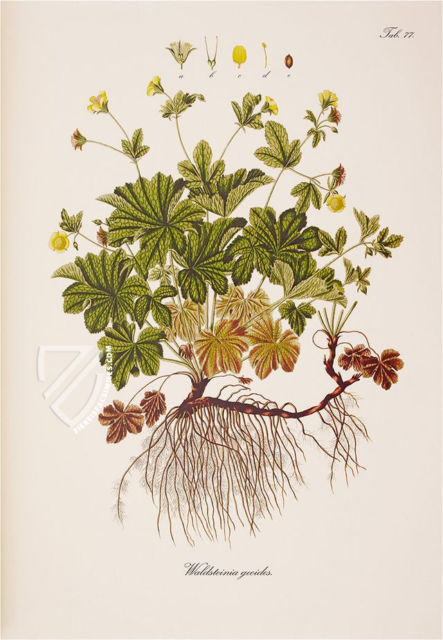 Paul Kitaibel: Descriptiones Et Icones Plantarum Rariorum Hungariae