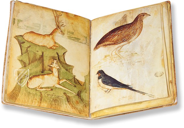 Model Book of Giovannino de Grassi – ms. VII. 14 – Biblioteca Civica "Angelo Mai" (Bergamo, Italy)