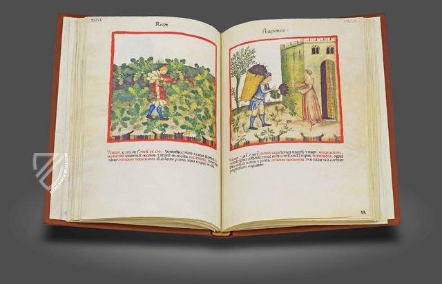 Theatrum Sanitatis – M. Moleiro Editor – Ms. 4182 – Biblioteca Casanatense (Rome, Italy)