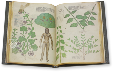 Tractatus de Herbis -  Sloane 4016 Facsimile Edition