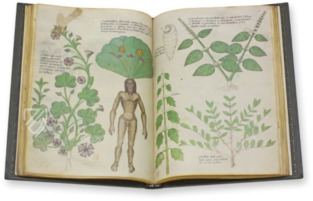 Sloane Tractatus de Herbis – M. Moleiro Editor – Sloane MS 4016 – British Library (London, United Kingdom)