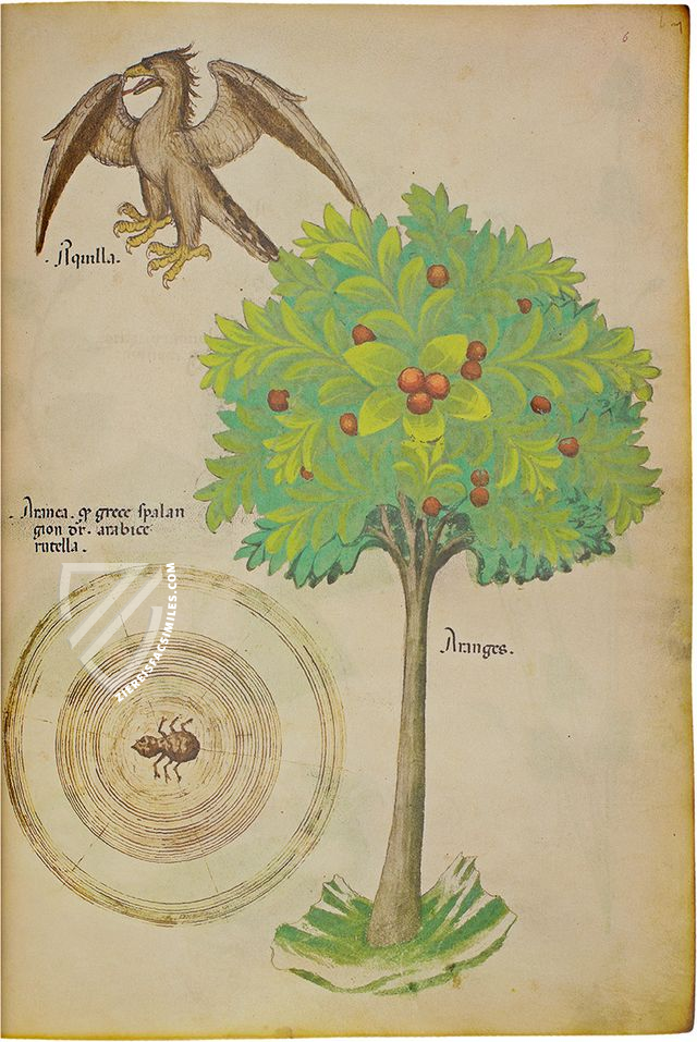 Sloane Tractatus de Herbis β M. Moleiro Editor β Sloane MS 4016 β British Library (London, United Kingdom) Sloane Tractatus de Herbis β M. Moleiro Editor β Sloane MS 4016 β British Library (London, United Kingdom)