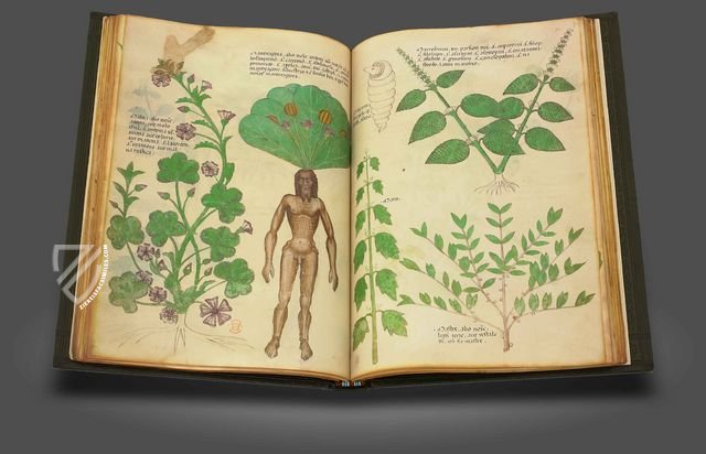 Sloane Tractatus de Herbis – M. Moleiro Editor – Sloane MS 4016 – British Library (London, United Kingdom)
