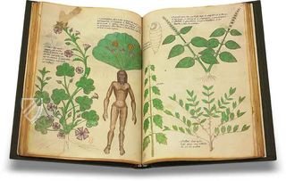 Tractatus de Herbis -  Sloane 4016 – M. Moleiro Editor – Sloane MS 4016 – British Library (London, United Kingdom)