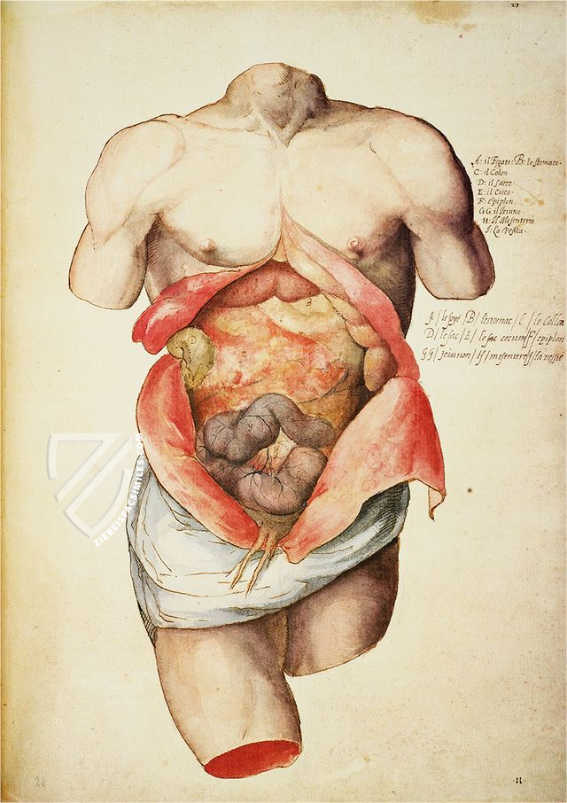 Anatomia depicta – Istituto dell'Enciclopedia Italiana - Treccani – Nuove Accessioni 329 (Grandi Formati 64) – Biblioteca Nazionale Centrale di Firenze (Florence, Italy)