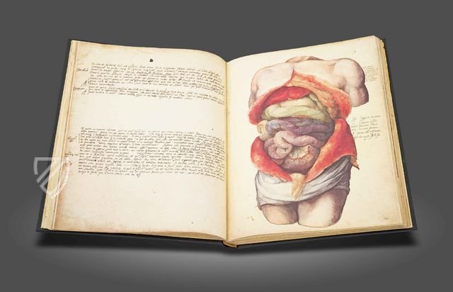 Anatomia depicta – Istituto dell'Enciclopedia Italiana - Treccani – Nuove Accessioni 329 (Grandi Formati 64) – Biblioteca Nazionale Centrale di Firenze (Florence, Italy)