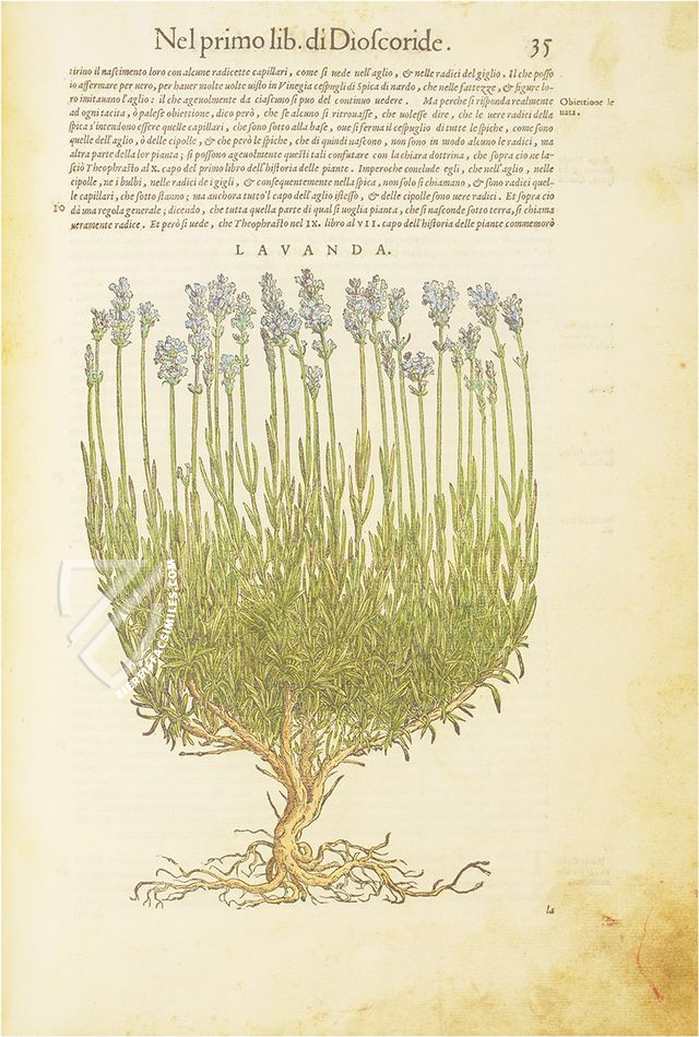 Discorsi di P. A. Mattioli Illustrated by Gherardo Cibo – Aboca Museum – Rari 278 – Biblioteca Alessandrina (Rome, Italy)