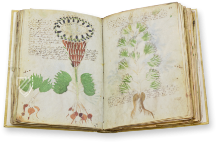 Voynich Manuscript – Siloé, arte y bibliofilia – MS 408 – Beinecke Rare Book and Manuscript Library (New Haven, USA)