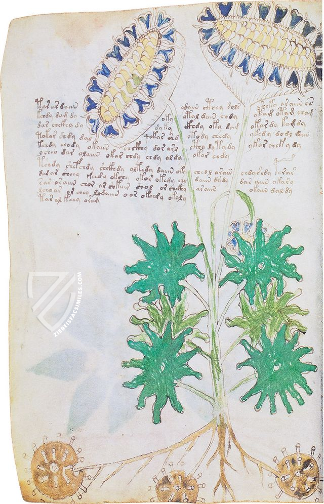 Voynich-Manuskript