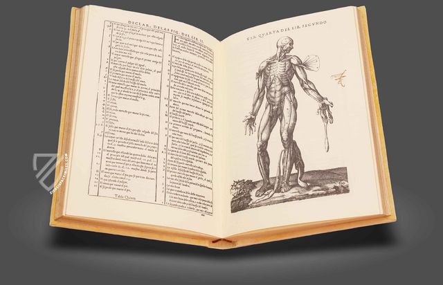 Historia de la Composicion del Cuerpo Humano – Vicent Garcia Editores – D-44bis – Biblioteca Histórico Médica de la Universidad de València (Valencia, Spain)
