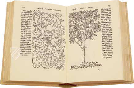 Historia de Yervas, y Plantas, con los Nombres Griegos, Latinos y Españoles – Vicent Garcia Editores – B/198 – Biblioteca Histórico Médica de la Universidad de València (Valencia, Spain)