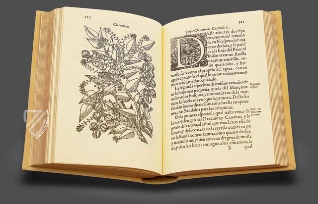 Tractado de las Drogas, y Medicinas de las Indias Orientales… – Vicent Garcia Editores – E/268 – Biblioteca Histórico Médica de la Universidad de València (Valencia, Spain)