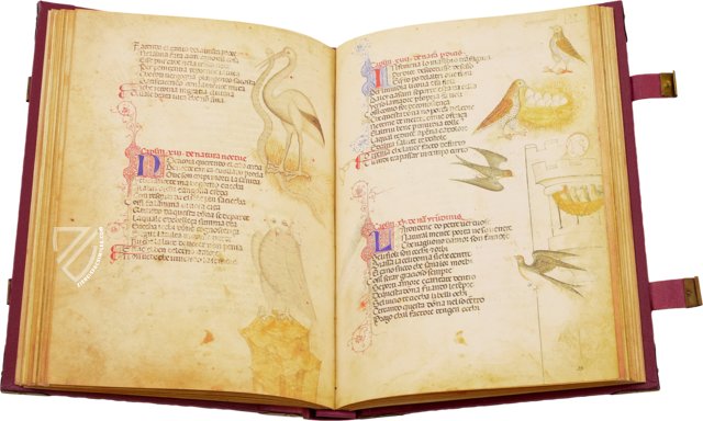 Acerba by Cecco d'Ascoli – Istituto Poligrafico e Zecca dello Stato – Ms Pluteo 40.52 – Biblioteca Medicea Laurenziana (Florence, Italy) Acerba by Cecco d'Ascoli – Istituto Poligrafico e Zecca dello Stato – Ms Pluteo 40.52 – Biblioteca Medicea Laurenziana (Florence, Italy)
