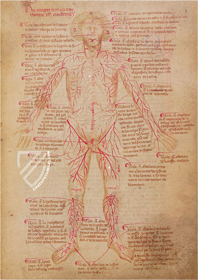 Bartolomeo Squarcialupi - Libro de cauteri – Nova Charta – ms. Fanzago 2, I, 5, 28 – Biblioteca Medica Vincenzo Pinali (Padua, Italy)