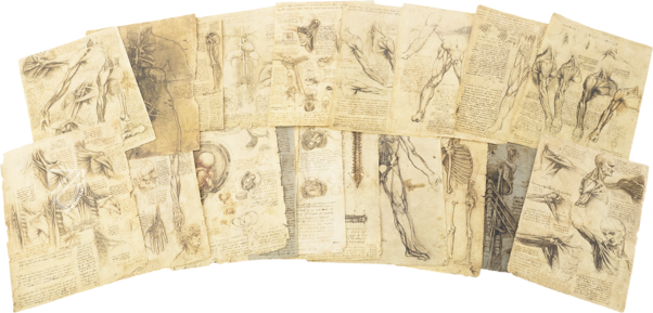 Corpus of the Anatomical Studies (Collection) – Collezione Apocrifa Da Vinci – Royal Library at Windsor Castle (Windsor, United Kingdom)