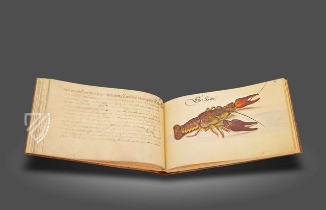 Leonhard Baldner: Book on Fishes, Birds, and Mammals – Müller & Schindler – 2° Ms. phys. et hist. nat. – Universitätsbibliothek (Kassel, Germany)