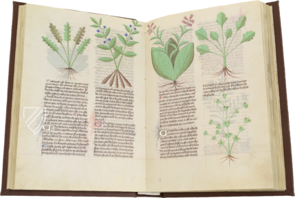 Fascination of Medical Plants – Imago – Est. 28 = alfa M. 5. 9 – Biblioteca Estense Universitaria (Modena, Italy)