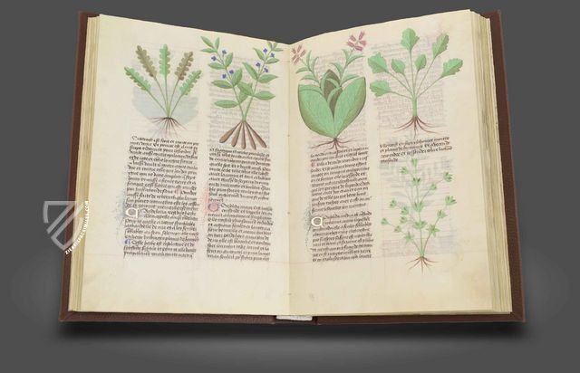 Fascination of Medical Plants Facsimile Edition