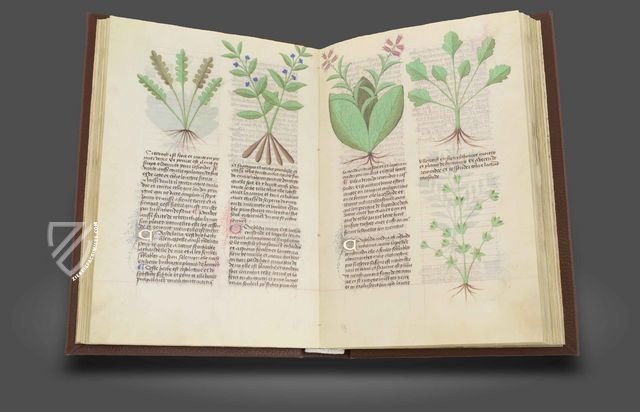 Fascination of Medical Plants – Imago – Est. 28 = alfa M. 5. 9 – Biblioteca Estense Universitaria (Modena, Italy)