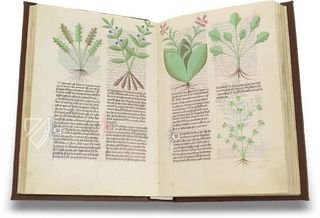 Fascination of Medical Plants – Imago – Est. 28 = alfa M. 5. 9 – Biblioteca Estense Universitaria (Modena, Italy)